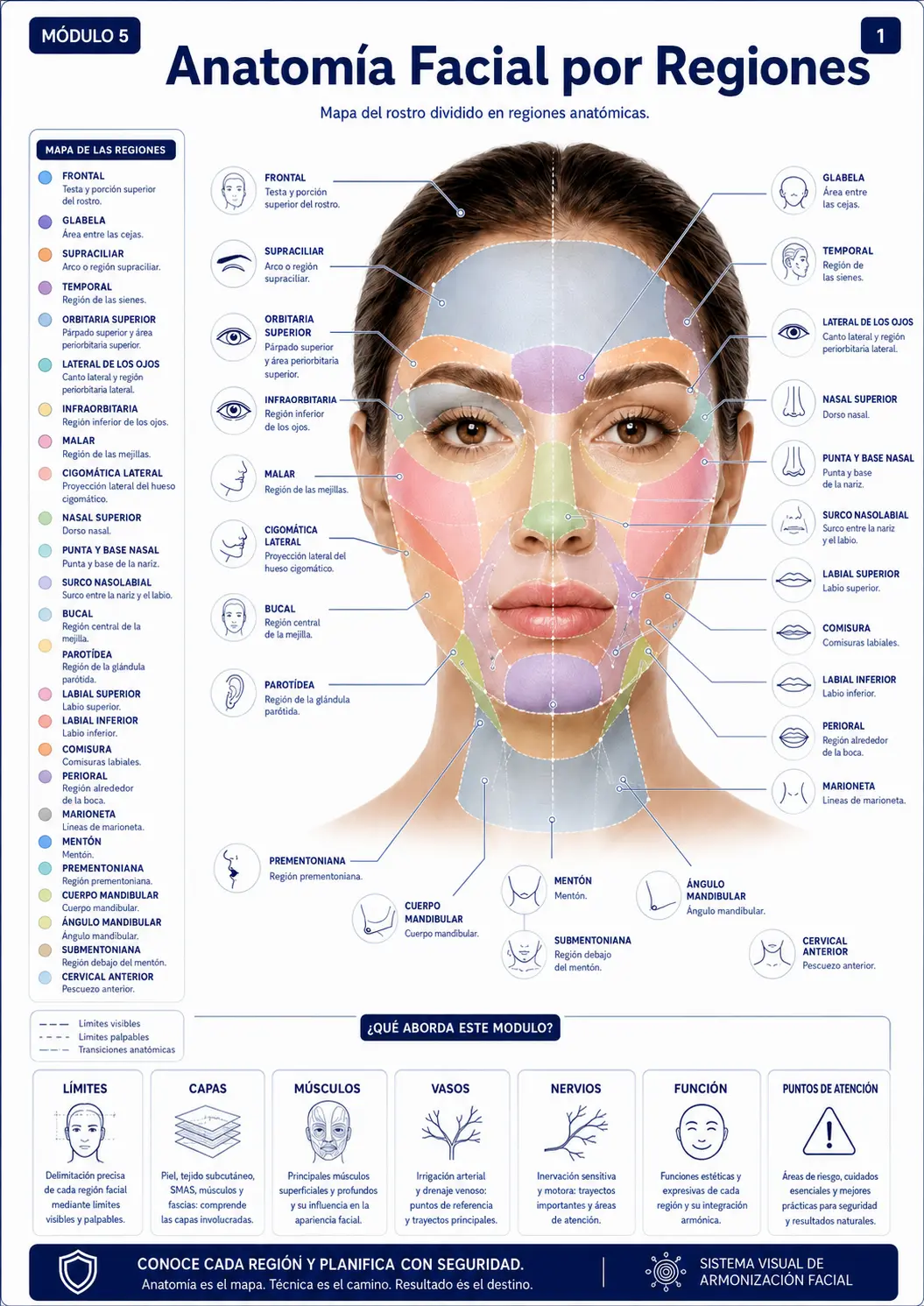 Anatomía Facial por Regiones